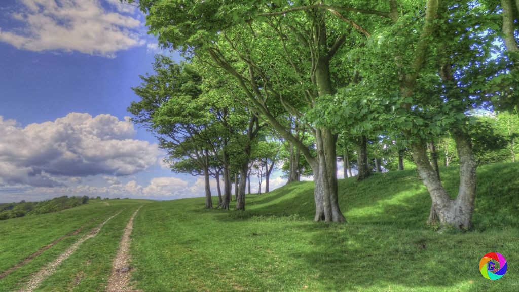 Chanctonbury Ring